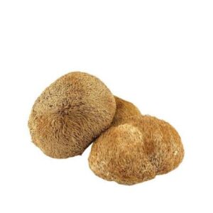 HONGOS MELENA DE LEON