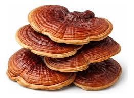 HONGOS REISHI