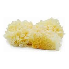 HONGOS TREMELLA