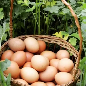 HUEVOS X 1//2 DOCENA